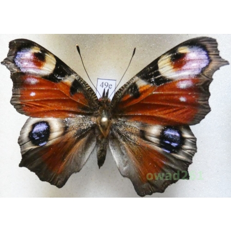 Aglais io (Linnaeus, 1758) Poland49e